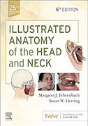 illustrated-anatomy